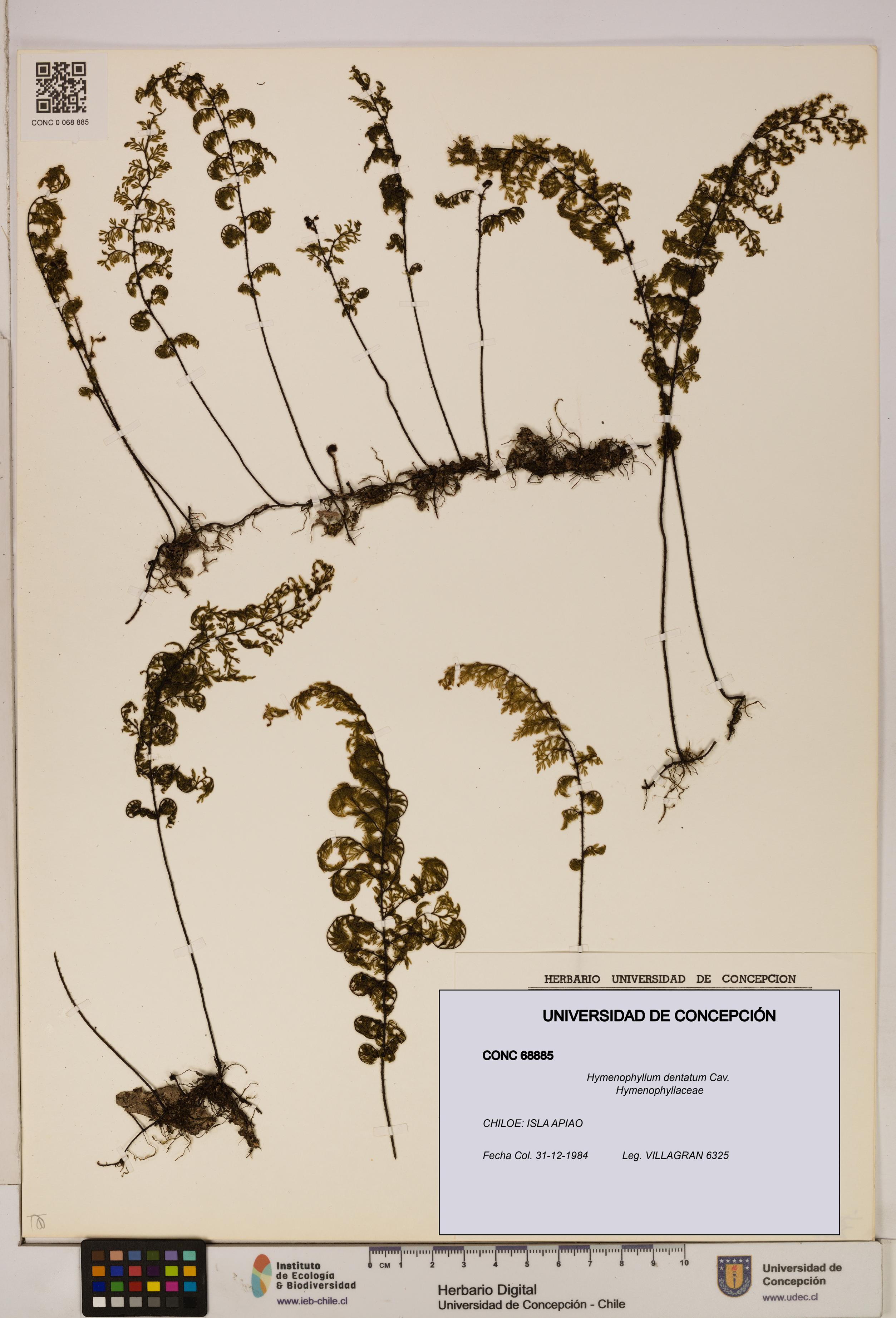 Hymenophyllum dentatum [Espécimen: UDEC:CONC:0068885]