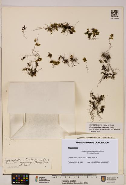 Hymenophyllum asperulum [Espécimen: UDEC:CONC:0068886]
