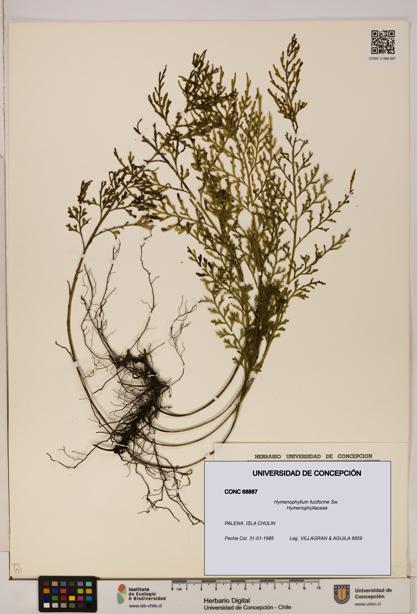 Hymenophyllum fuciforme [Espécimen: UDEC:CONC:0068887]