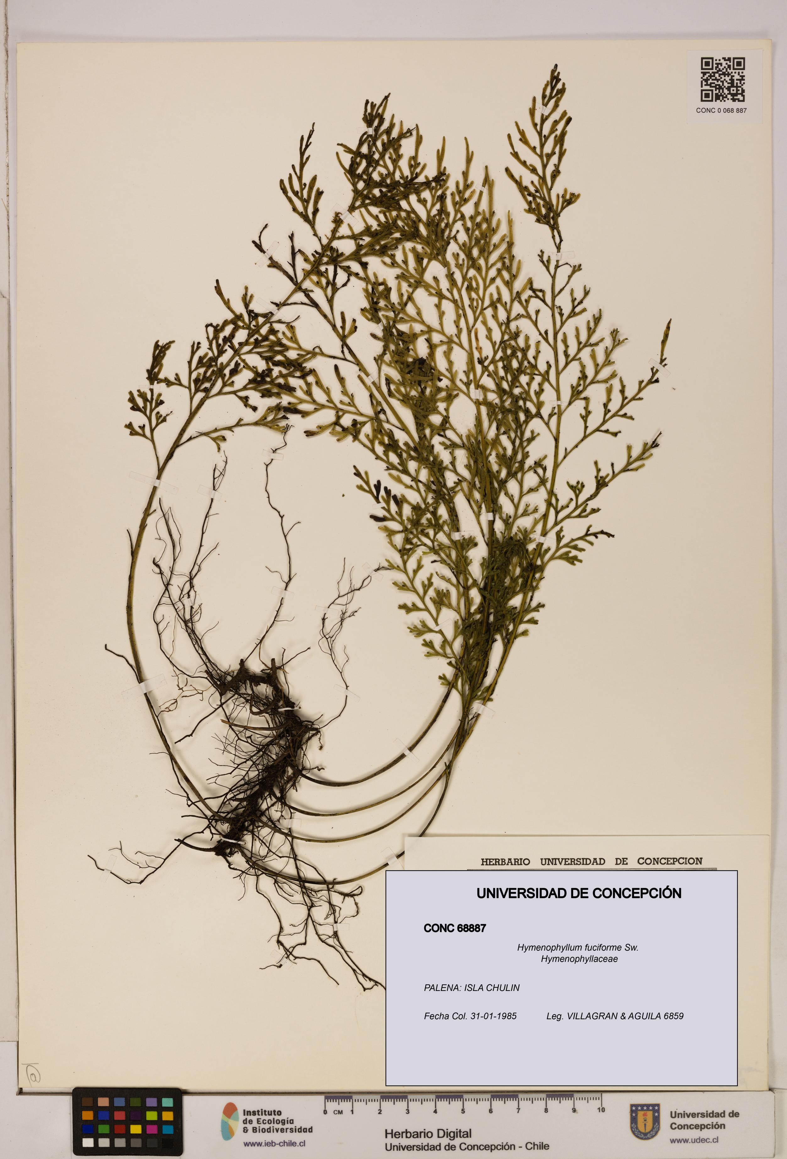 Hymenophyllum fuciforme [Espécimen: UDEC:CONC:0068887]