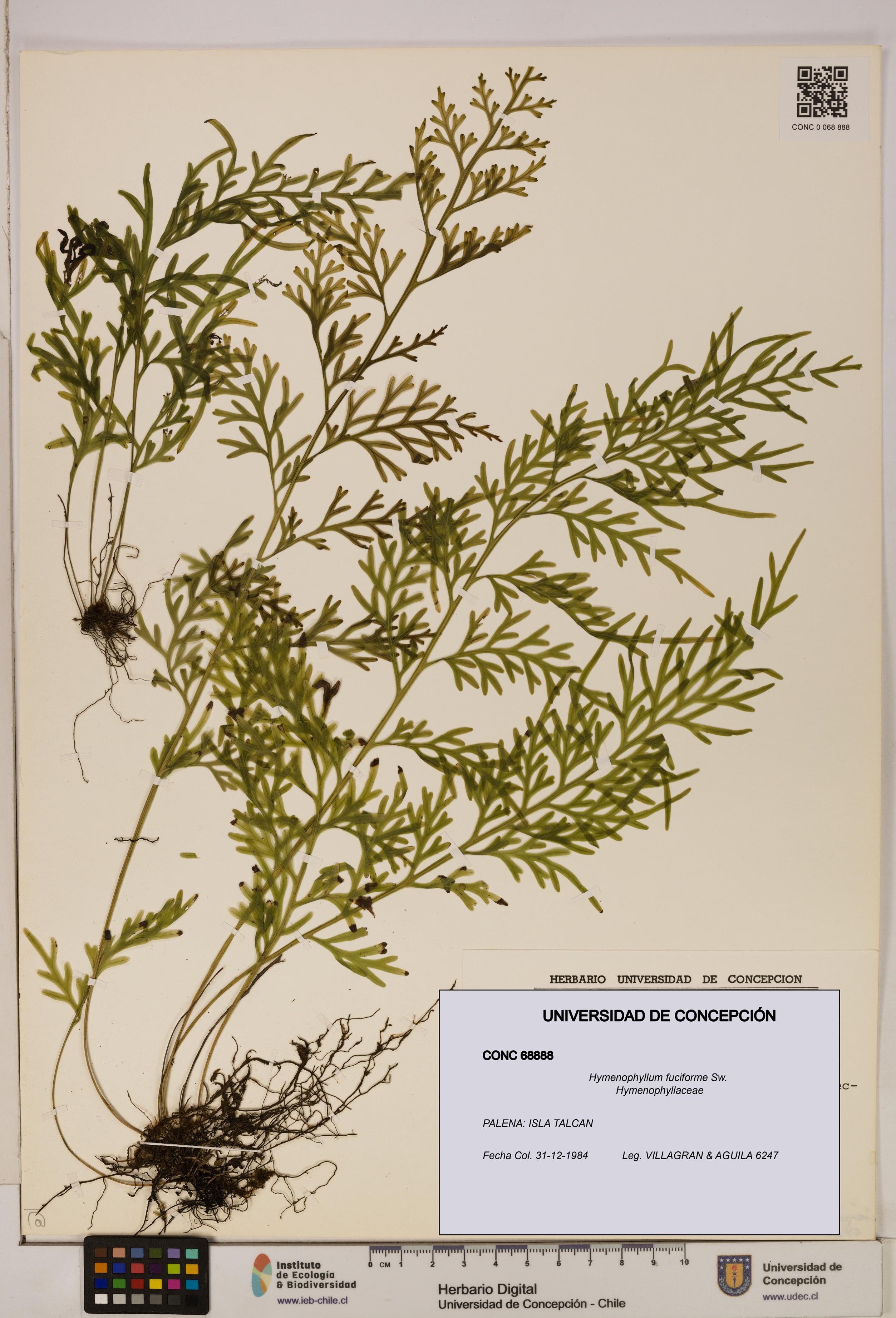 Hymenophyllum fuciforme [Espécimen: UDEC:CONC:0068888]