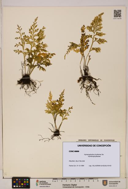 Hymenophyllum fuciforme [Espécimen: UDEC:CONC:0068889]