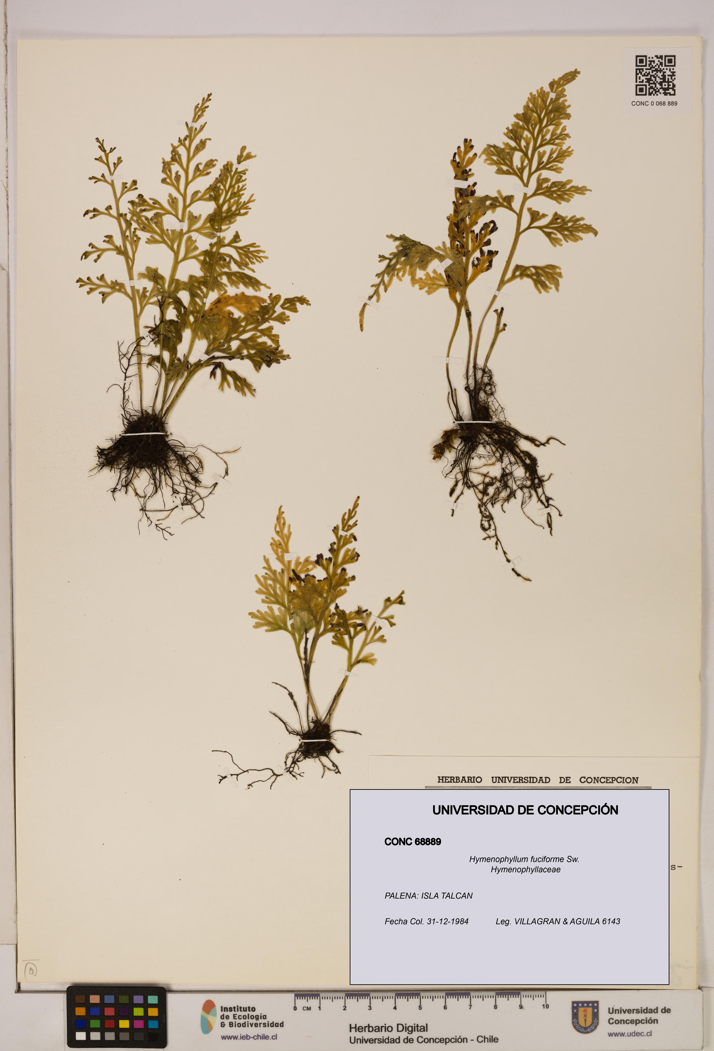 Hymenophyllum fuciforme [Espécimen: UDEC:CONC:0068889]
