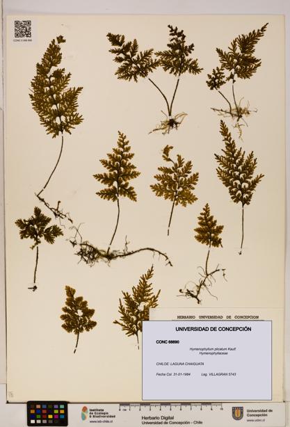 Hymenophyllum plicatum [Espécimen: ]