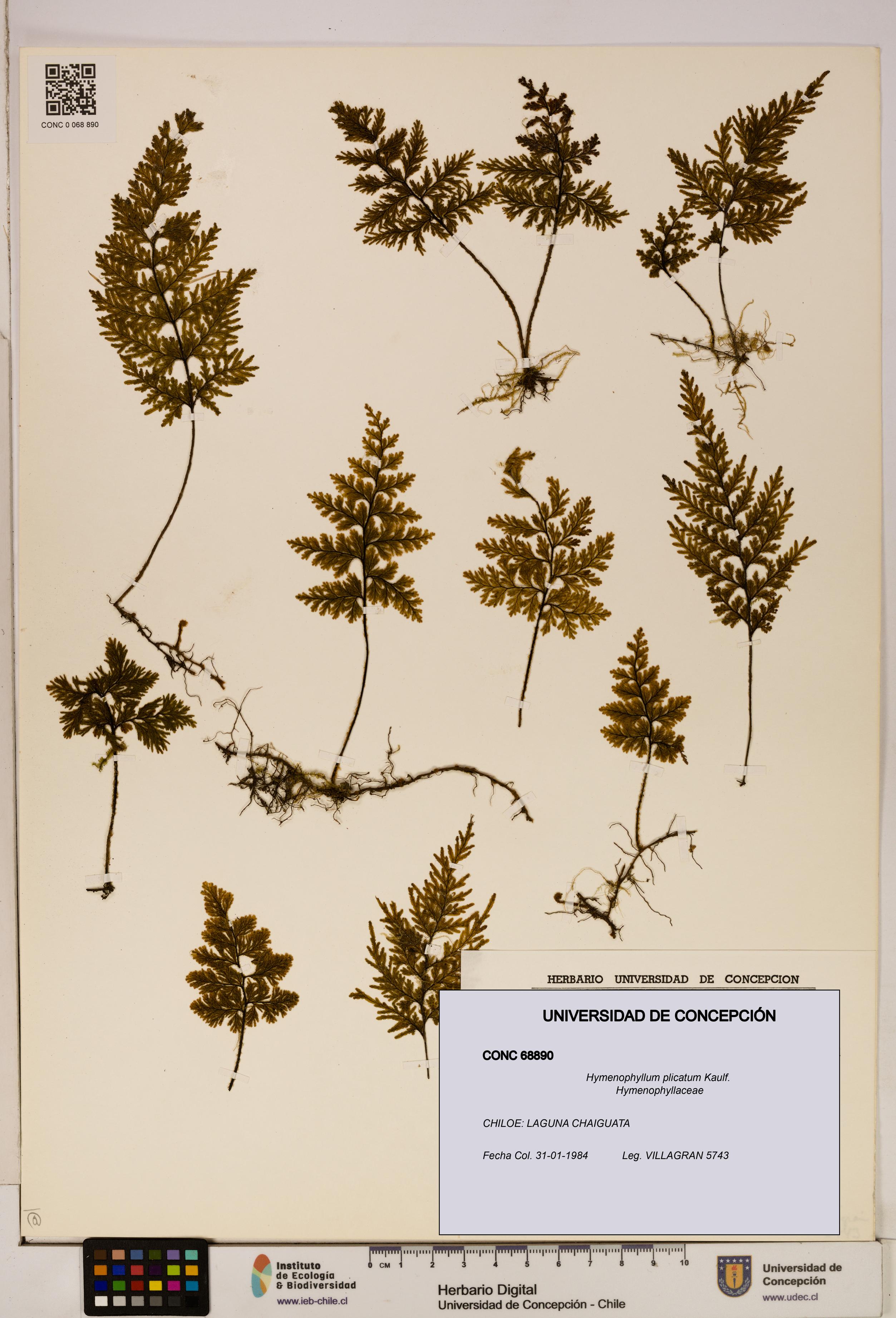 Hymenophyllum plicatum [Espécimen: ]