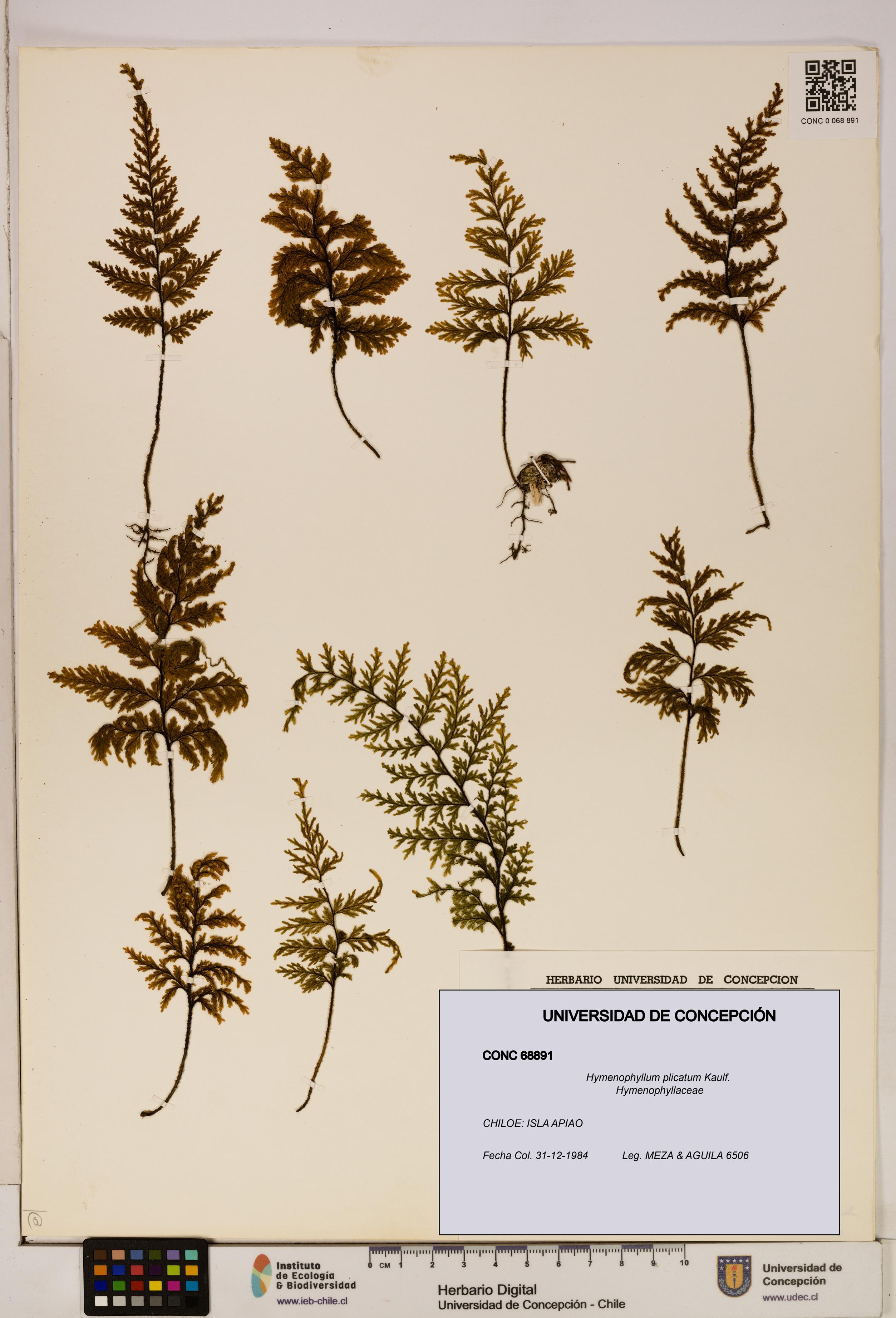 Hymenophyllum plicatum [Espécimen: ]