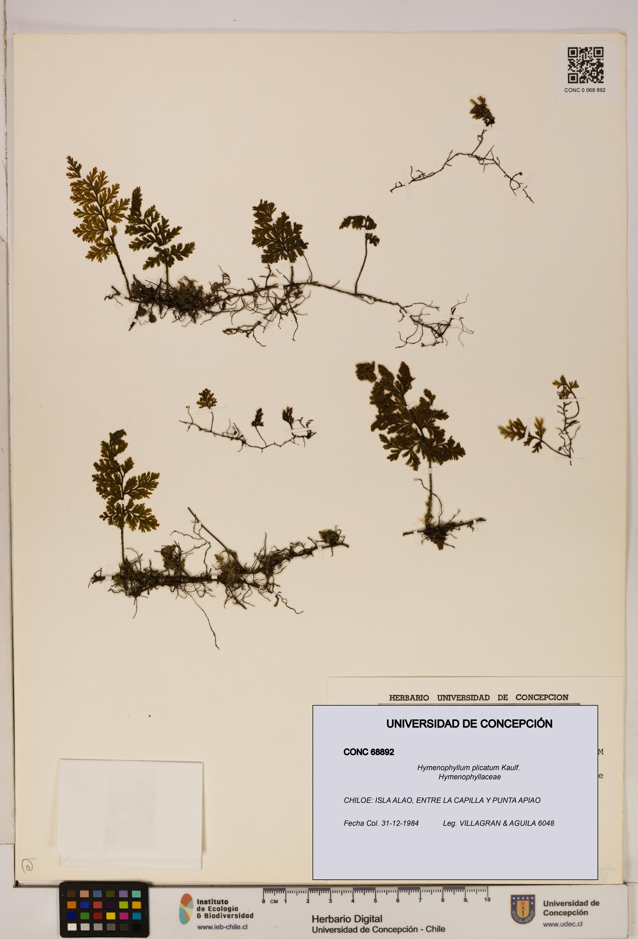Hymenophyllum plicatum [Espécimen: ]