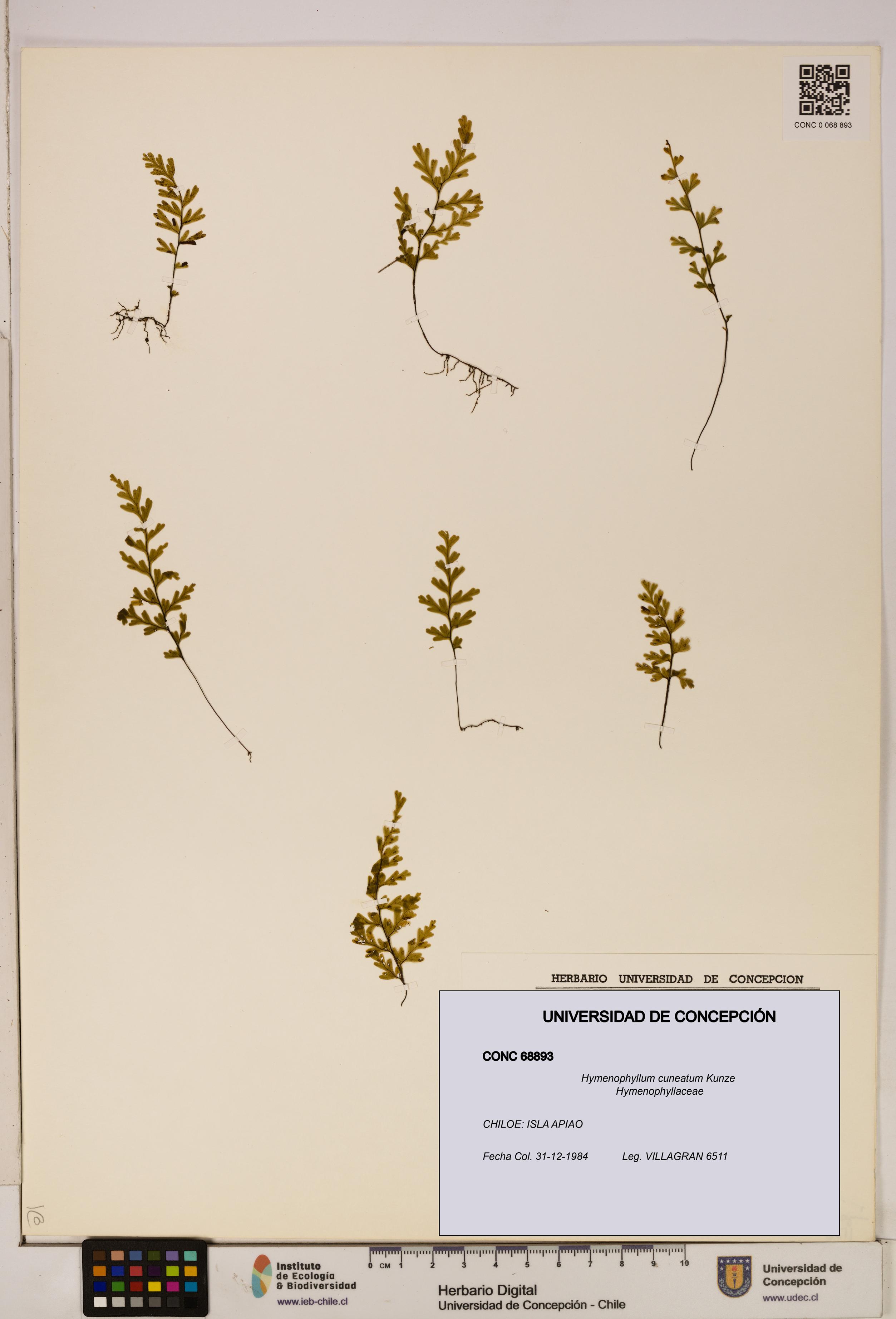 Hymenophyllum cuneatum [Espécimen: UDEC:CONC:0068893]