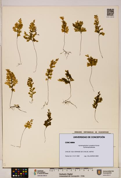 Hymenophyllum cuneatum [Espécimen: UDEC:CONC:0068894]