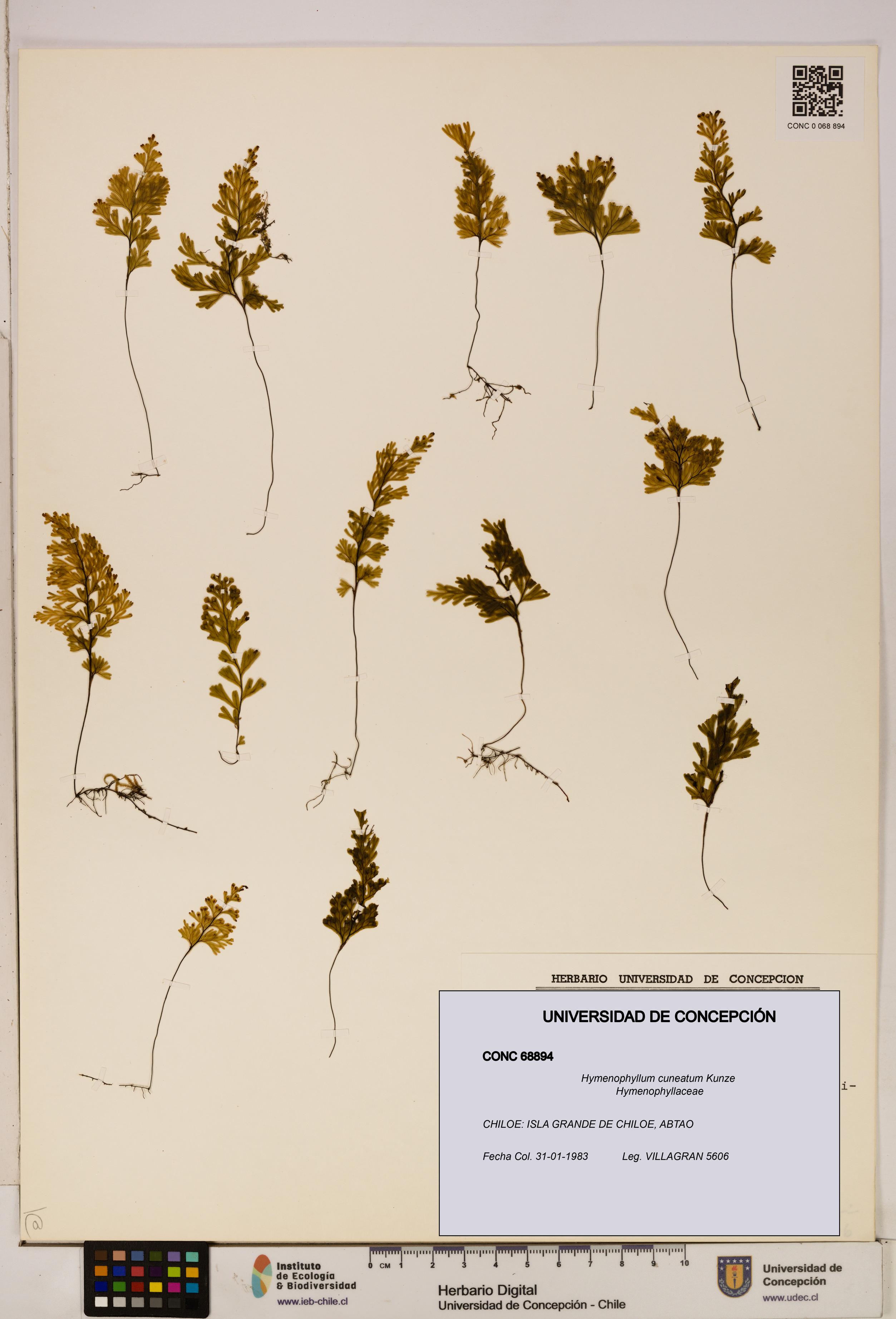 Hymenophyllum cuneatum [Espécimen: UDEC:CONC:0068894]
