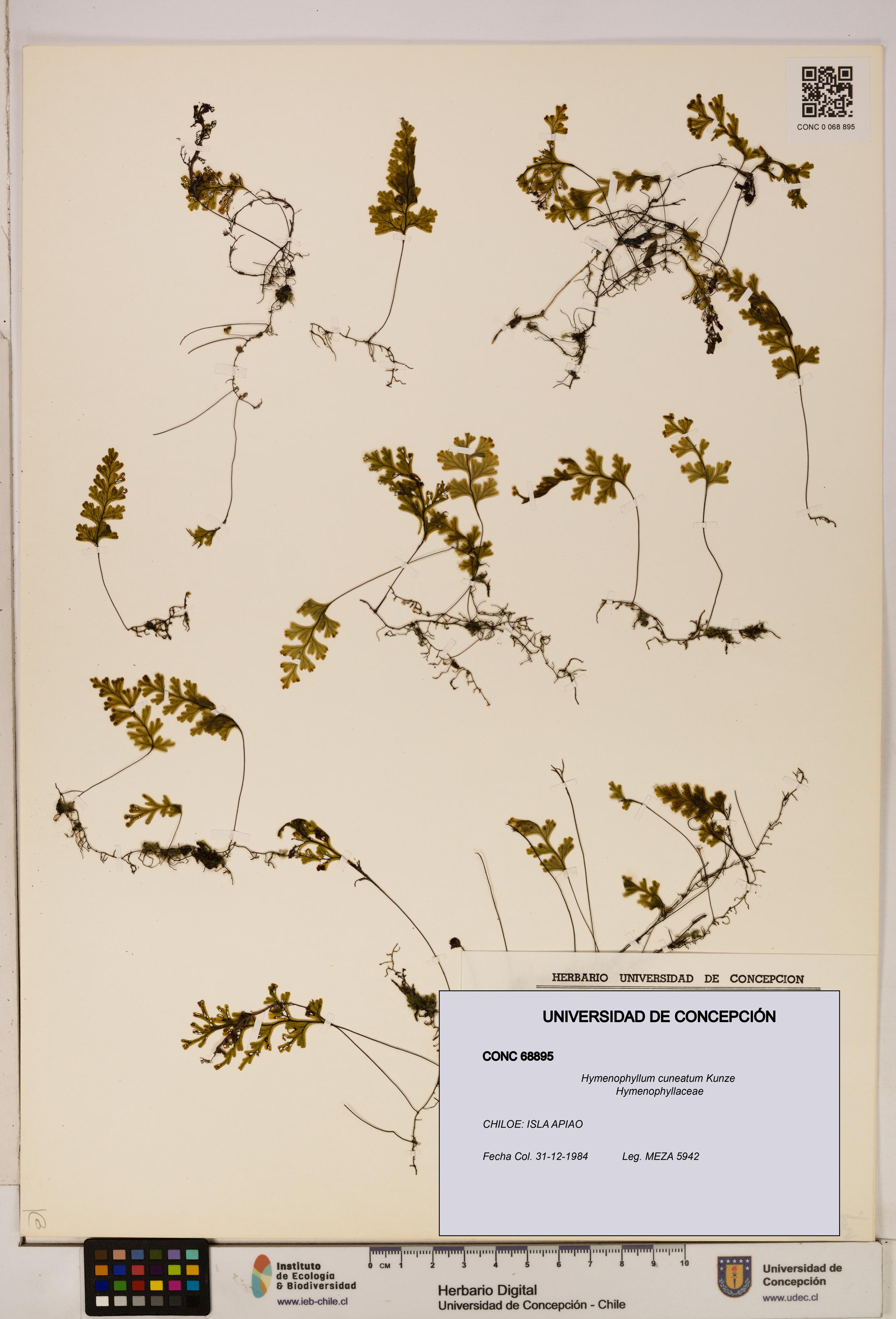 Hymenophyllum cuneatum [Espécimen: UDEC:CONC:0068895]