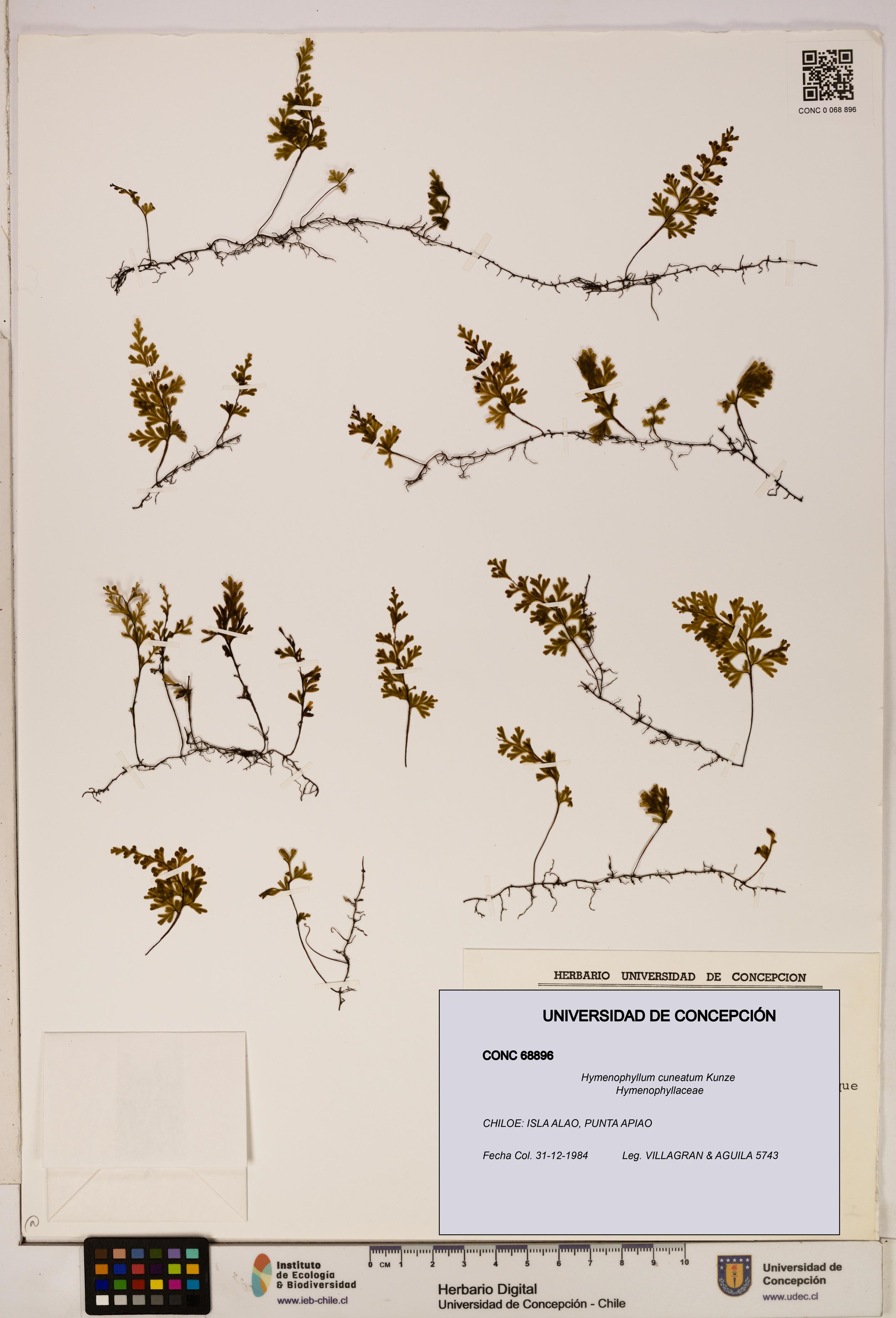 Hymenophyllum cuneatum [Espécimen: UDEC:CONC:0068896]