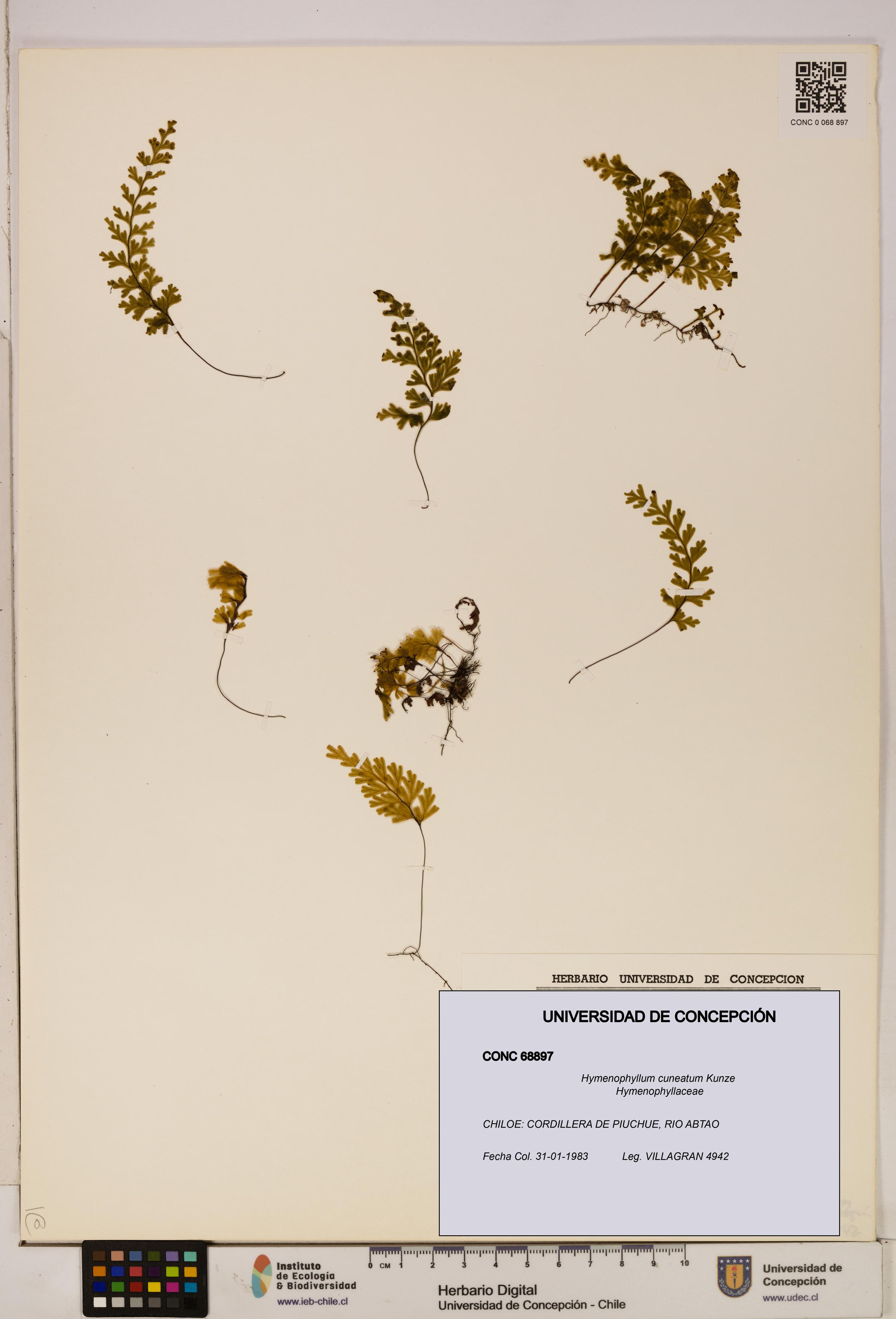 Hymenophyllum cuneatum [Espécimen: UDEC:CONC:0068897]