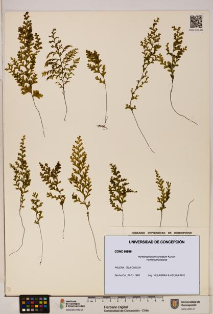 Hymenophyllum cuneatum [Espécimen: UDEC:CONC:0068898]