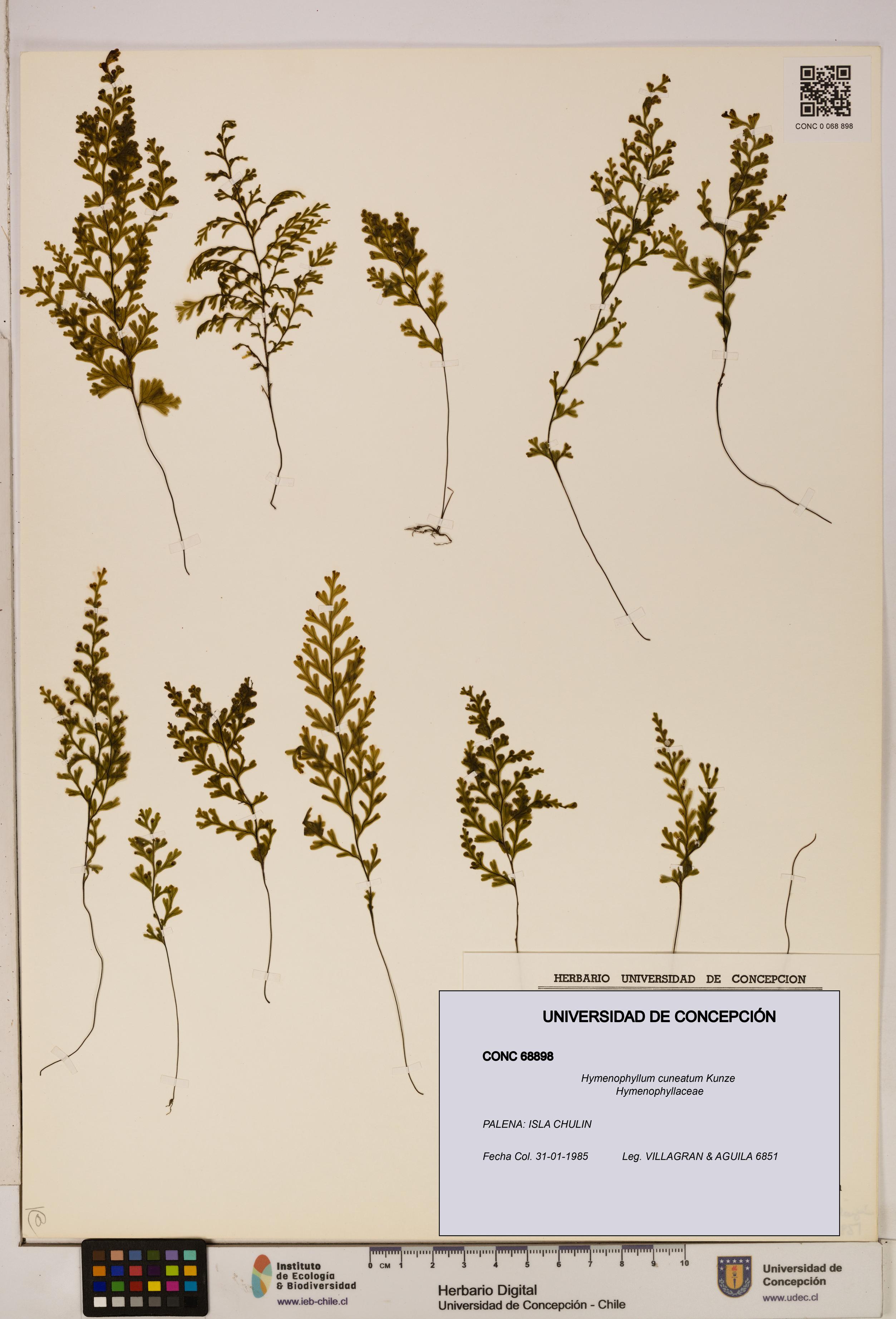 Hymenophyllum cuneatum [Espécimen: UDEC:CONC:0068898]