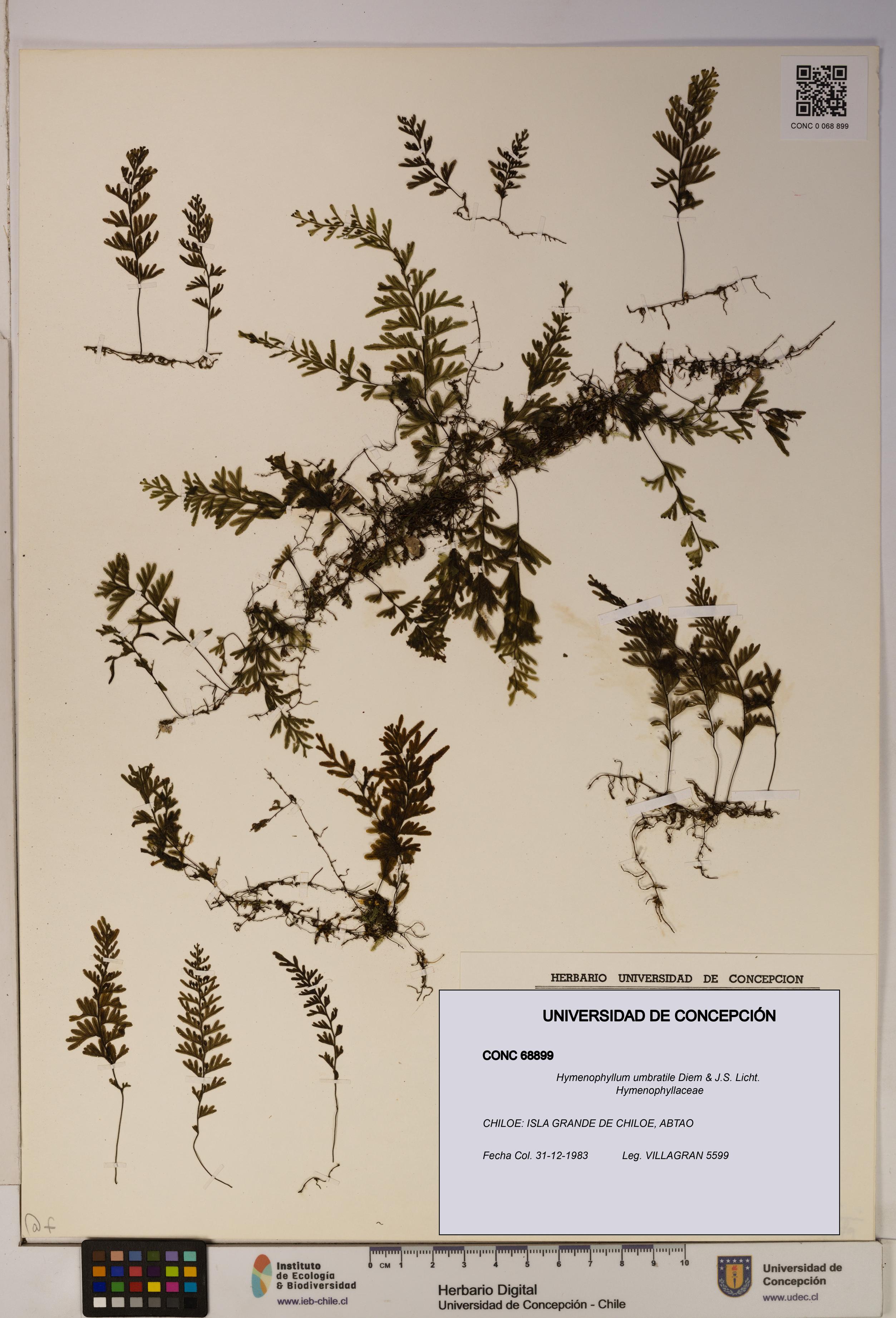 Hymenophyllum umbratile [Espécimen: ]