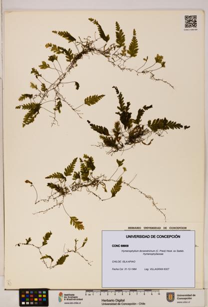 Hymenophyllum dicranotrichum [Espécimen: UDEC:CONC:0068909]