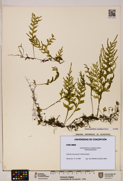 Hymenophyllum caudatum [Espécimen: UDEC:CONC:0068932]