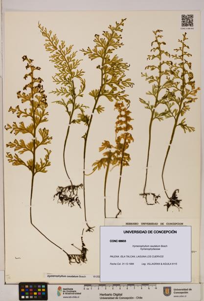 Hymenophyllum caudatum [Espécimen: UDEC:CONC:0068933]
