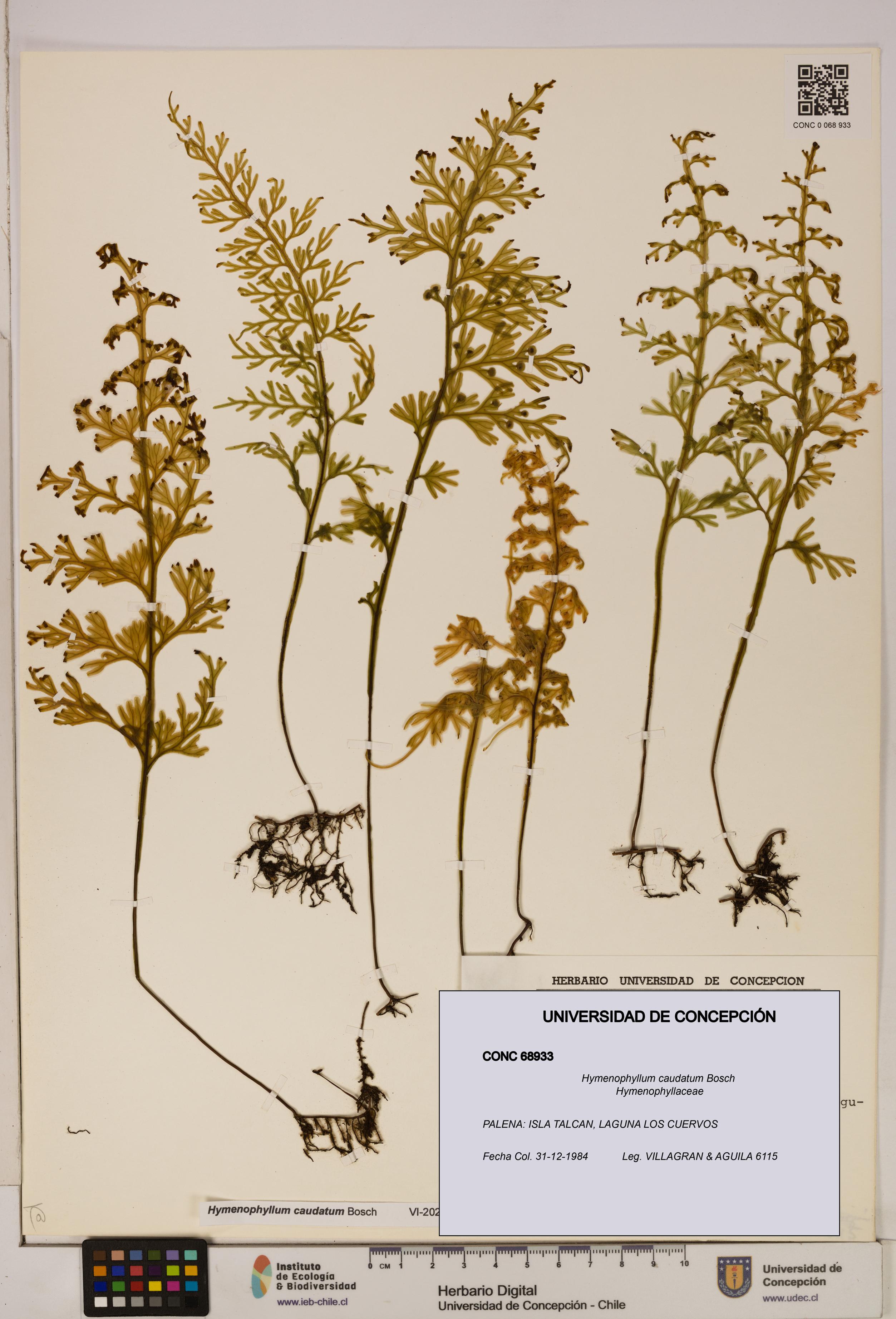 Hymenophyllum caudatum [Espécimen: UDEC:CONC:0068933]