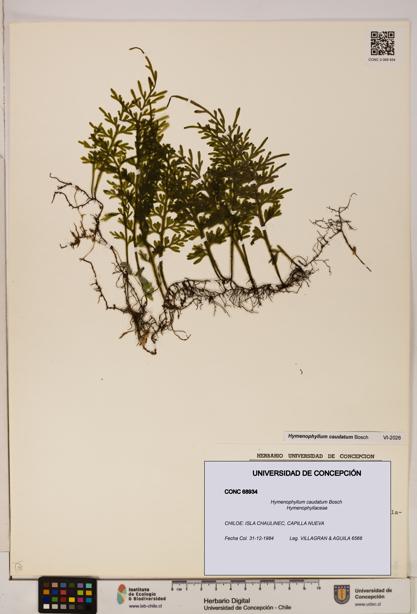 Hymenophyllum caudatum [Espécimen: UDEC:CONC:0068934]