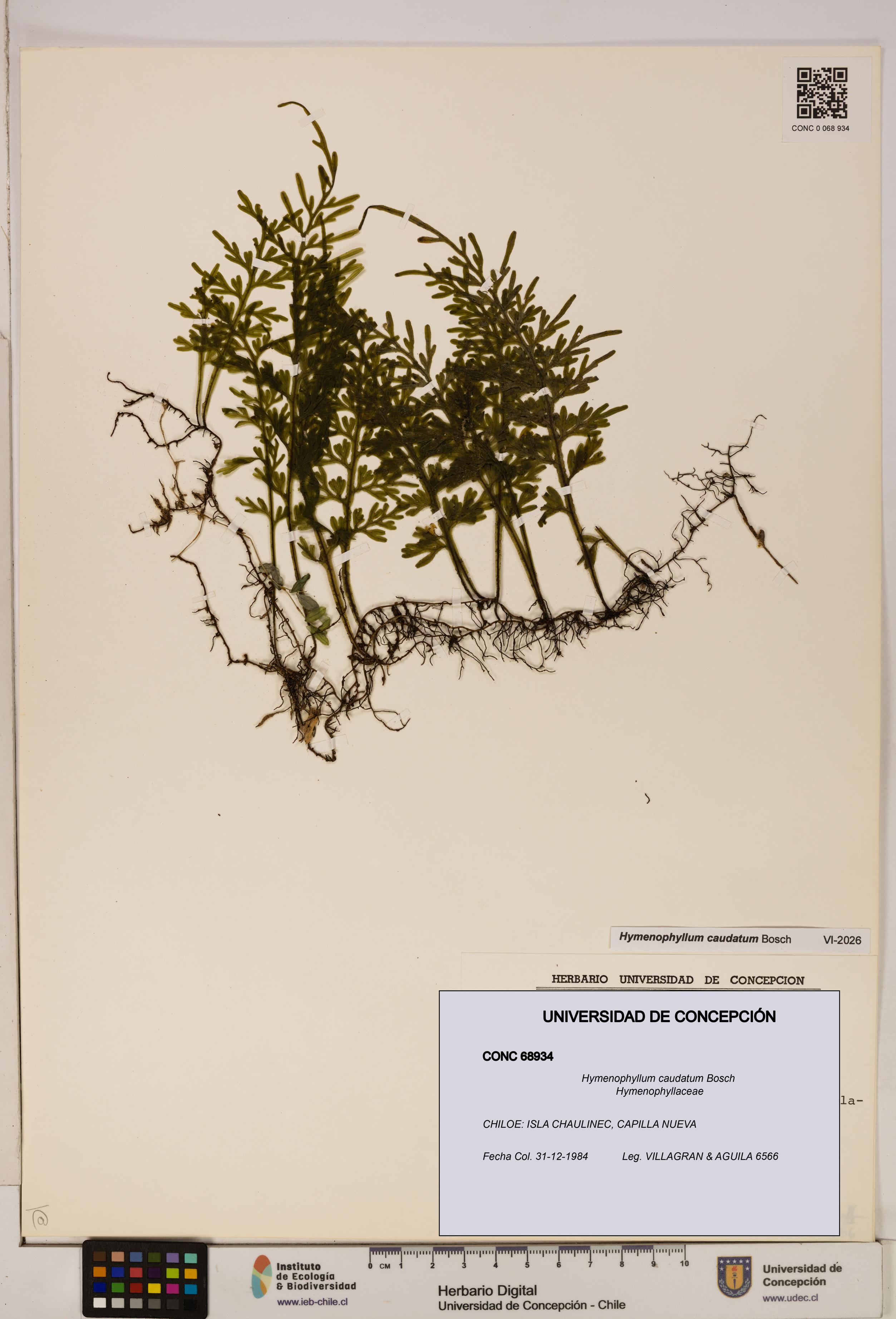 Hymenophyllum caudatum [Espécimen: UDEC:CONC:0068934]