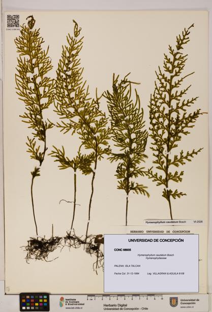 Hymenophyllum caudatum [Espécimen: UDEC:CONC:0068935]