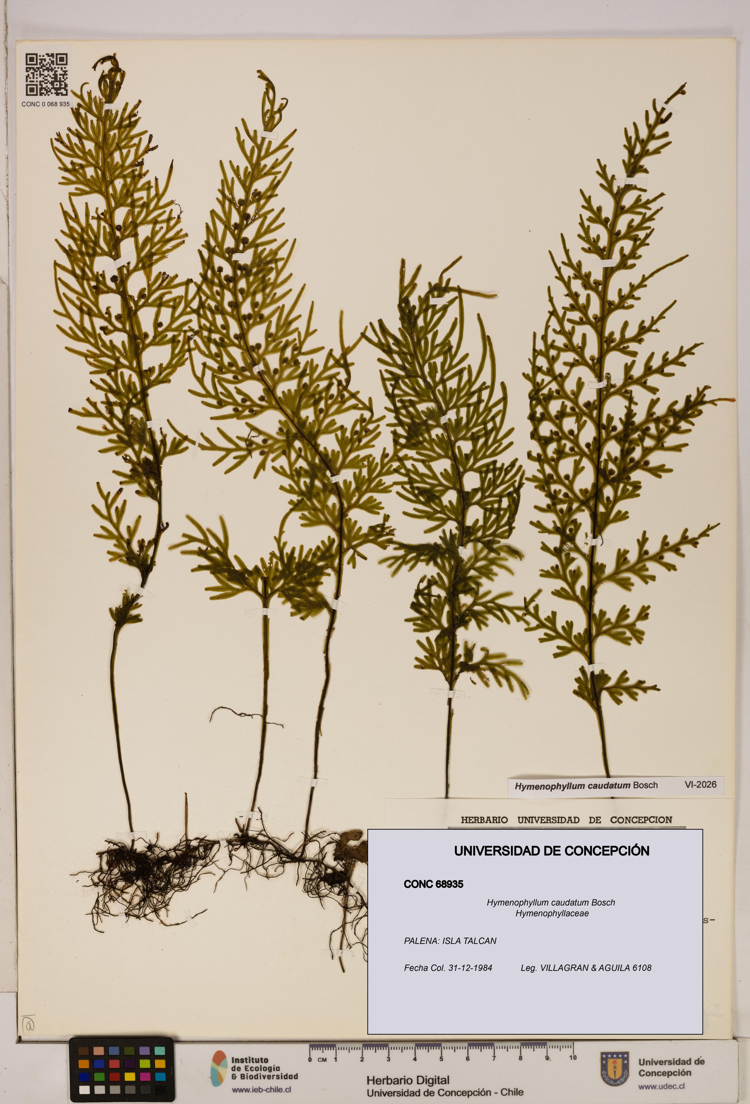 Hymenophyllum caudatum [Espécimen: UDEC:CONC:0068935]