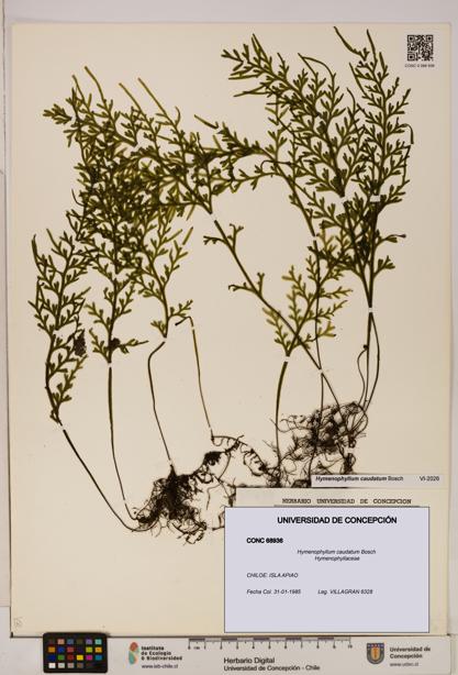 Hymenophyllum caudatum [Espécimen: UDEC:CONC:0068936]
