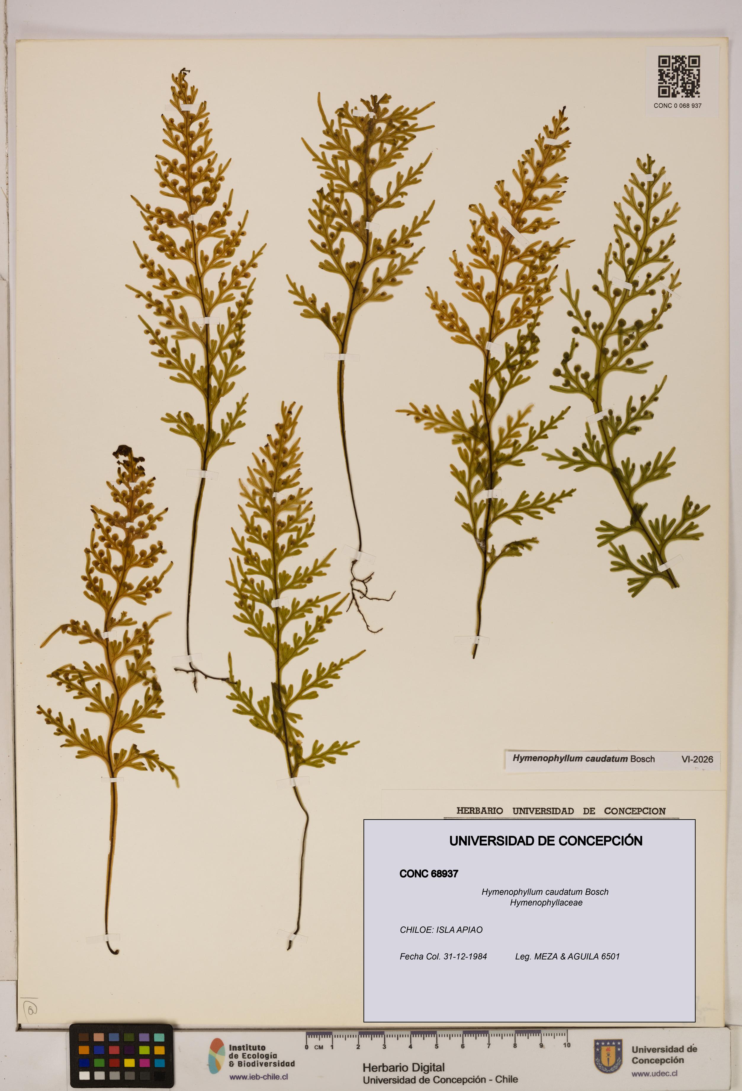 Hymenophyllum caudatum [Espécimen: UDEC:CONC:0068937]