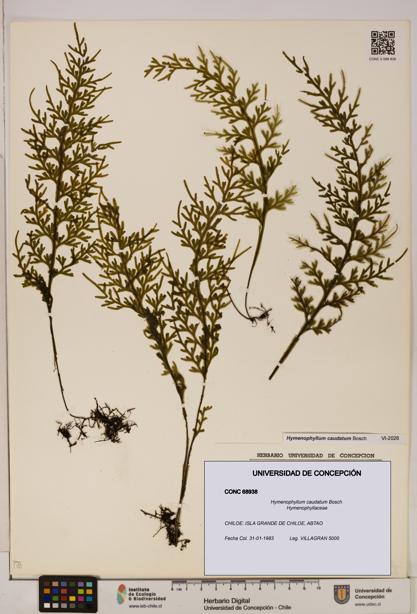 Hymenophyllum caudatum [Espécimen: UDEC:CONC:0068938]