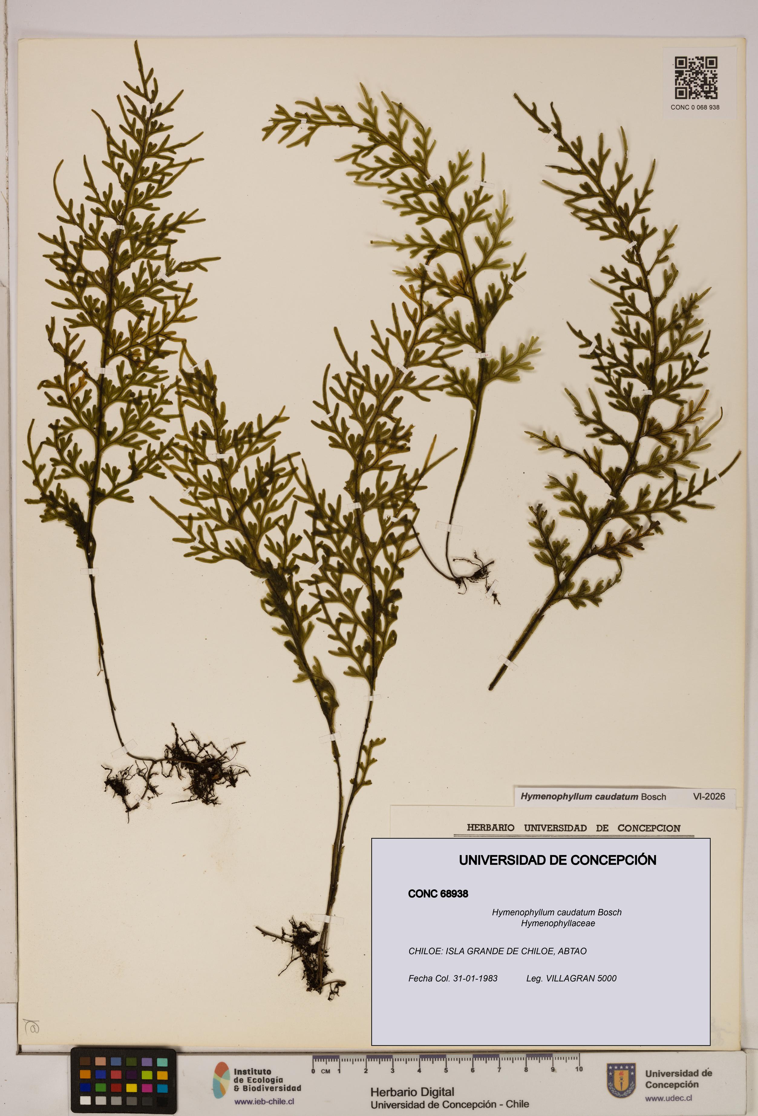 Hymenophyllum caudatum [Espécimen: UDEC:CONC:0068938]
