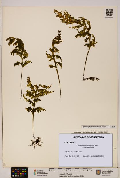 Hymenophyllum caudatum [Espécimen: UDEC:CONC:0068939]