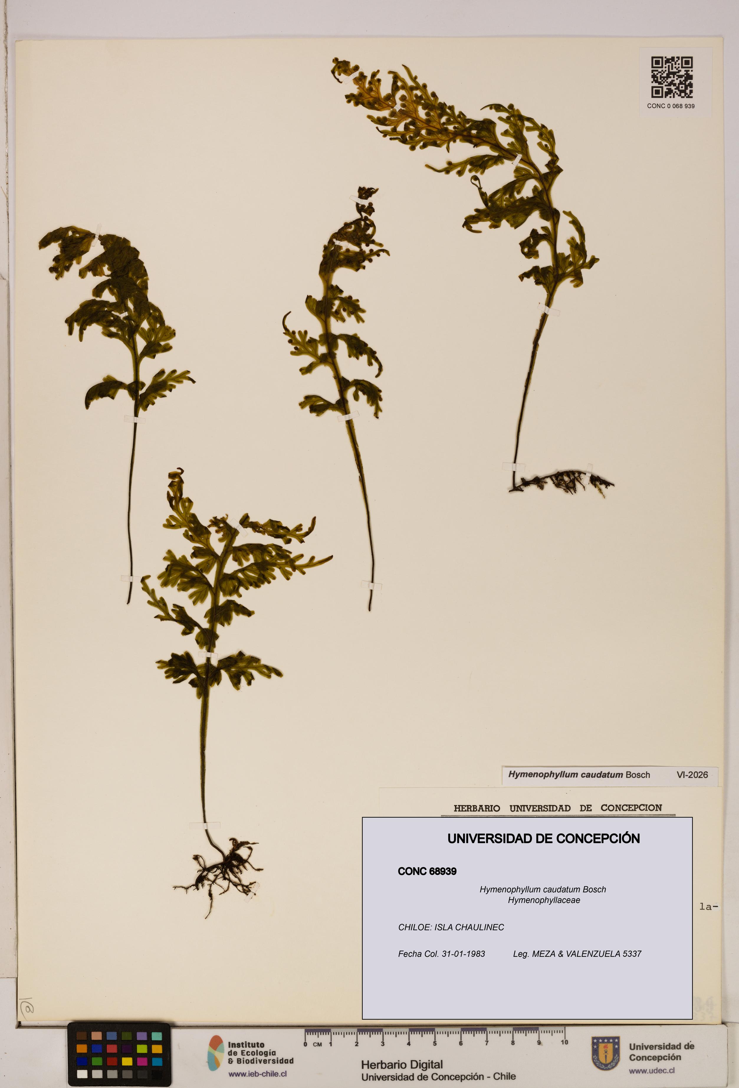Hymenophyllum caudatum [Espécimen: UDEC:CONC:0068939]