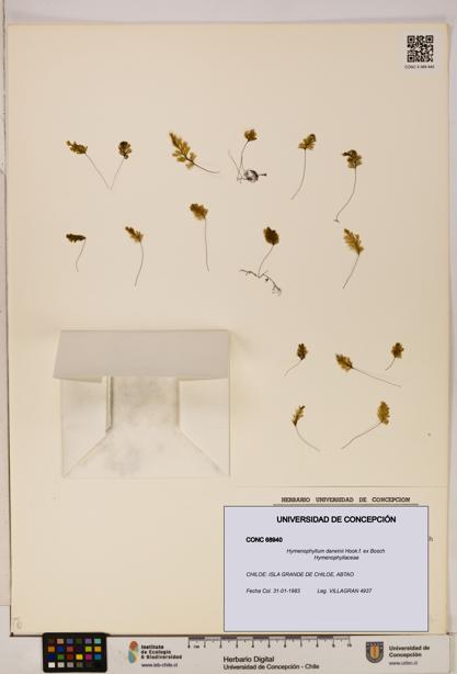 Hymenophyllum darwinii [Espécimen: UDEC:CONC:0068940]