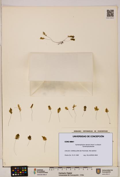 Hymenophyllum darwinii [Espécimen: UDEC:CONC:0068941]