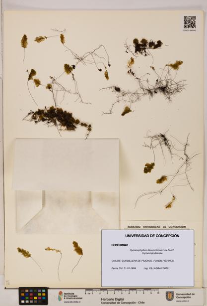 Hymenophyllum darwinii [Espécimen: UDEC:CONC:0068942]