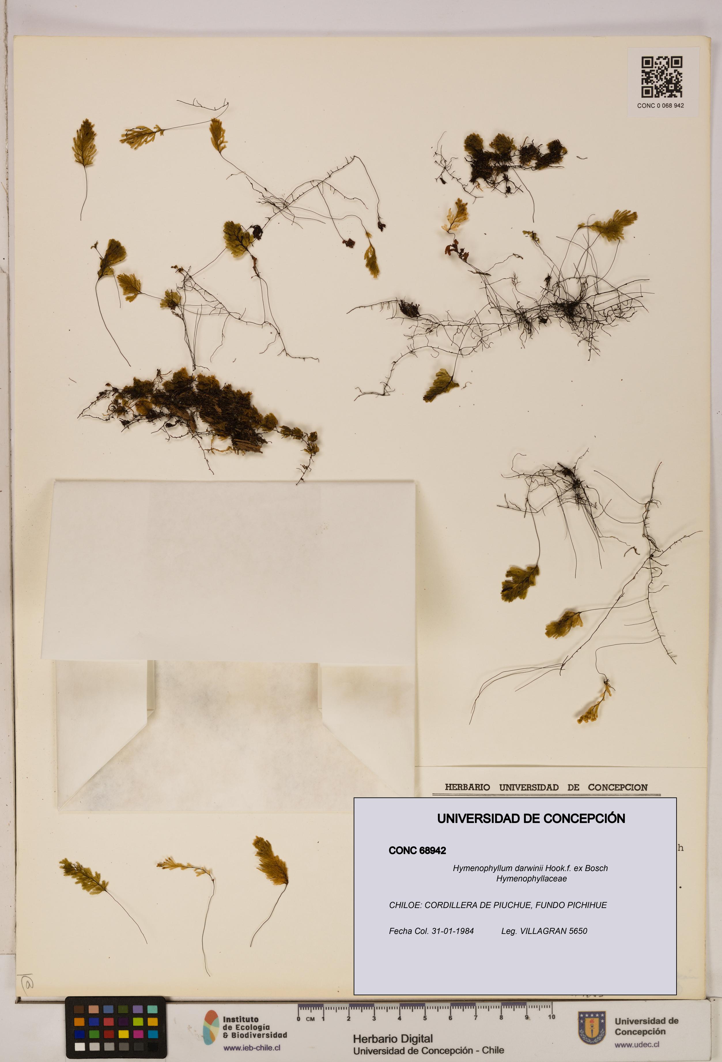 Hymenophyllum darwinii [Espécimen: UDEC:CONC:0068942]