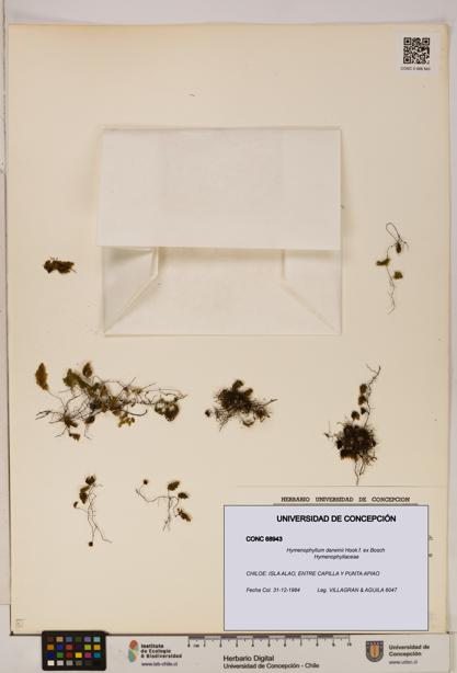 Hymenophyllum darwinii [Espécimen: UDEC:CONC:0068943]