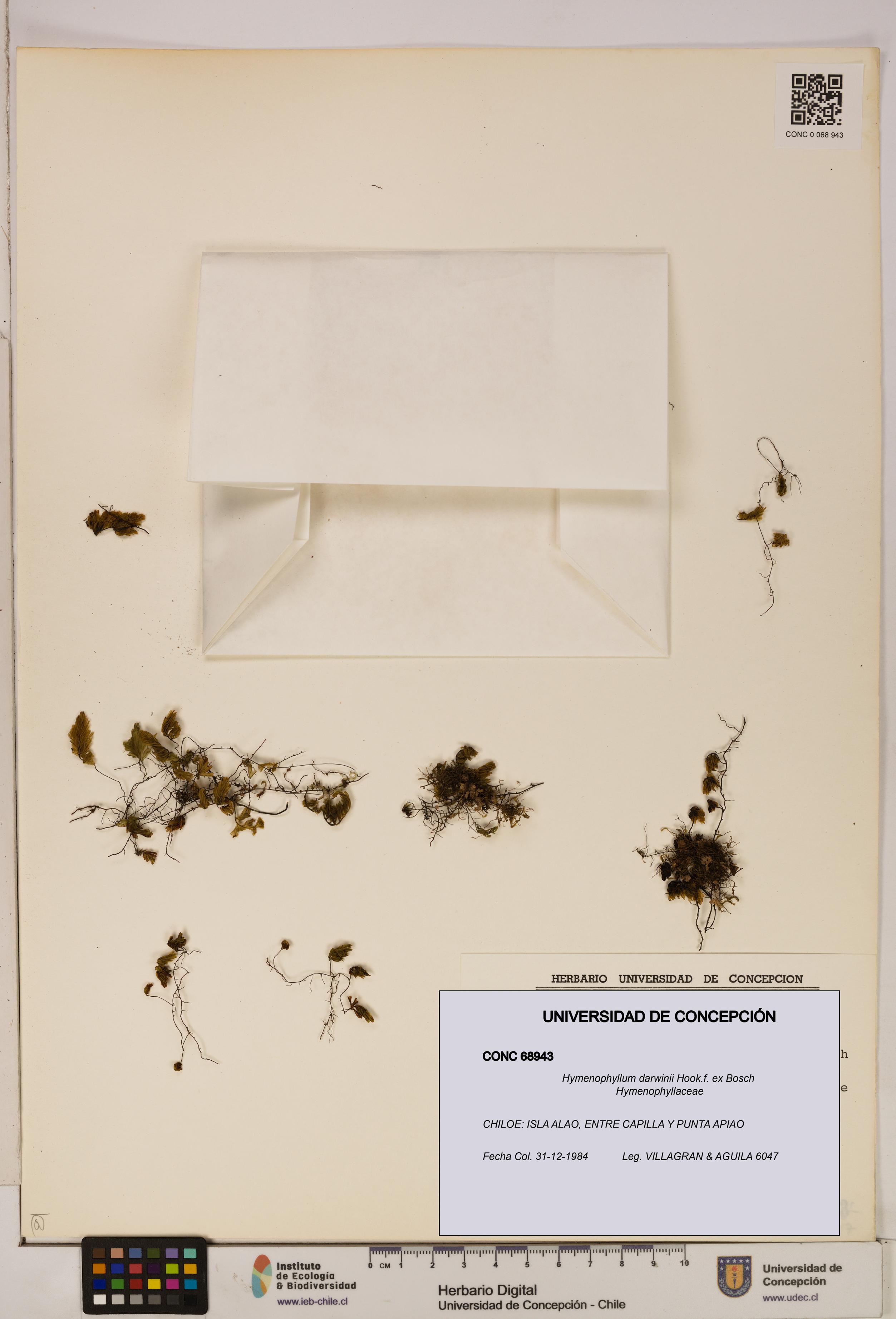 Hymenophyllum darwinii [Espécimen: UDEC:CONC:0068943]