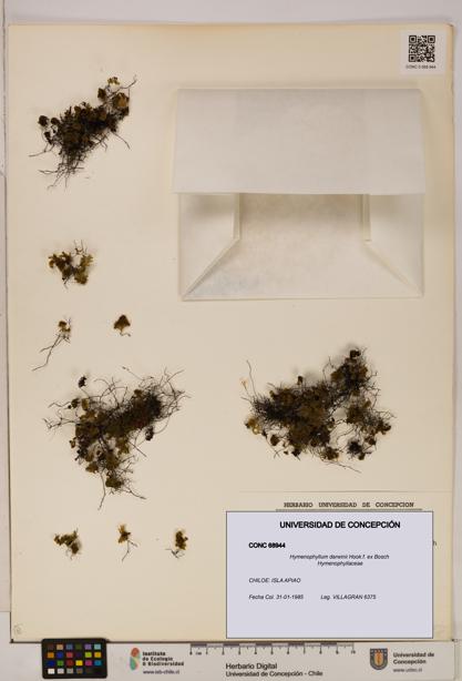 Hymenophyllum darwinii [Espécimen: UDEC:CONC:0068944]