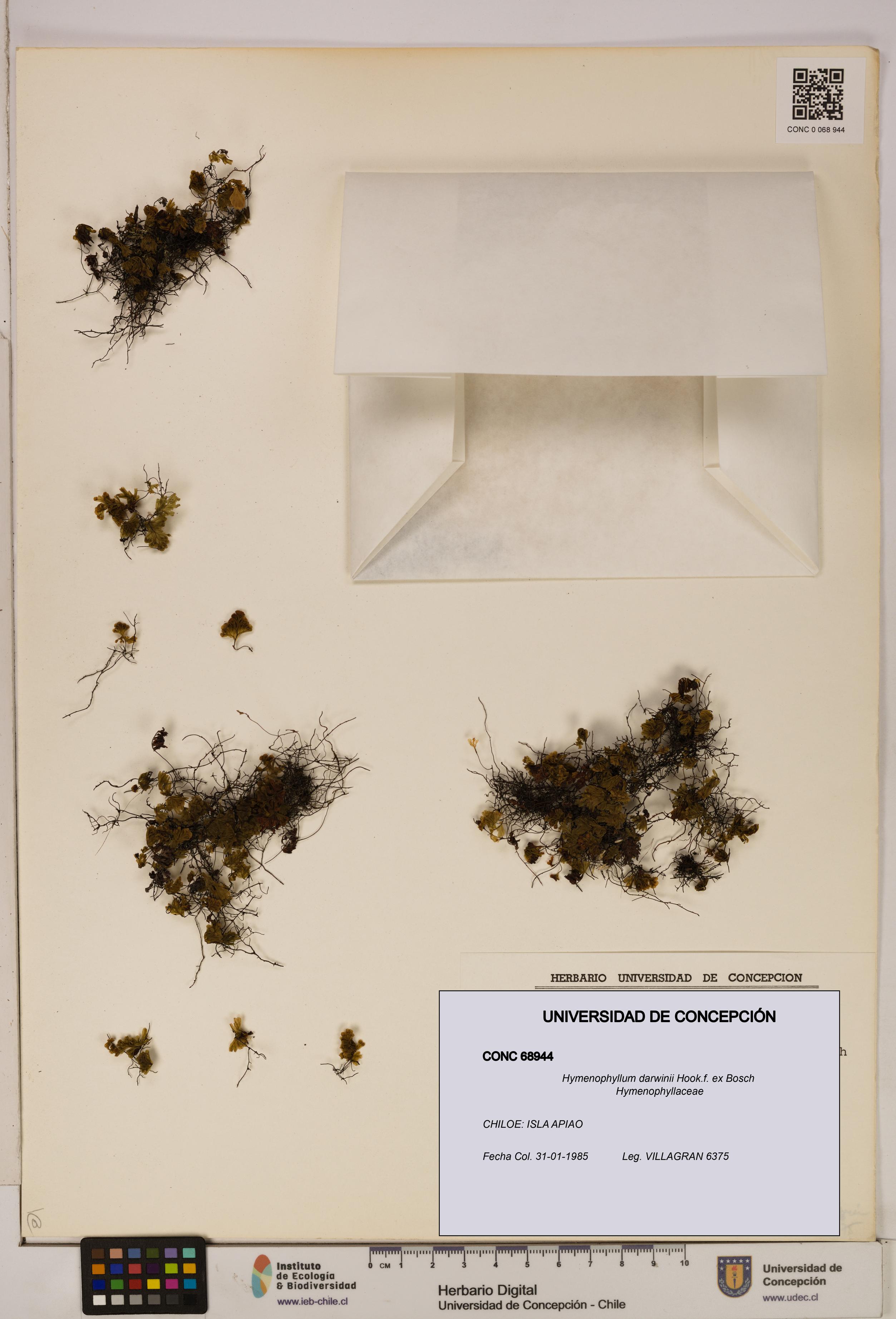 Hymenophyllum darwinii [Espécimen: UDEC:CONC:0068944]