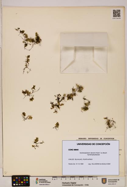 Hymenophyllum darwinii [Espécimen: UDEC:CONC:0068945]