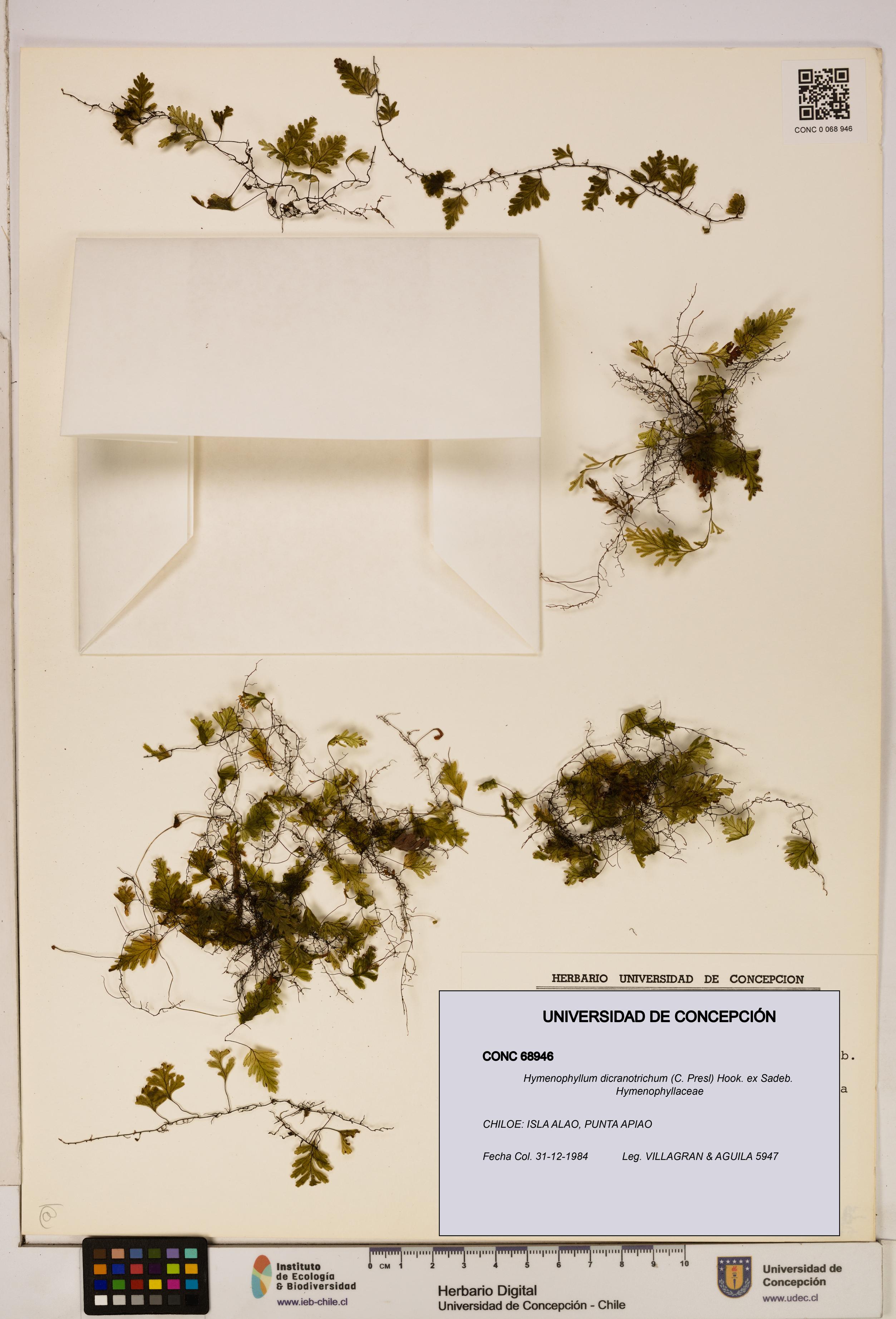 Hymenophyllum dicranotrichum [Espécimen: UDEC:CONC:0068946]