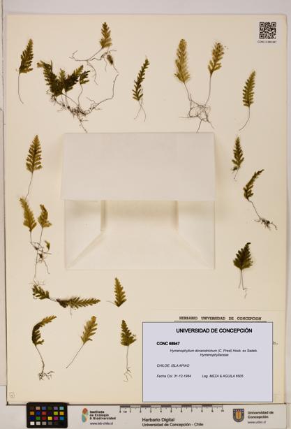 Hymenophyllum dicranotrichum [Espécimen: UDEC:CONC:0068947]