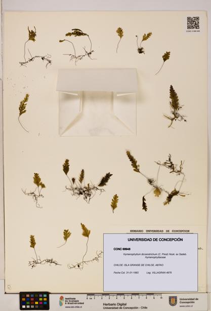 Hymenophyllum dicranotrichum [Espécimen: UDEC:CONC:0068948]