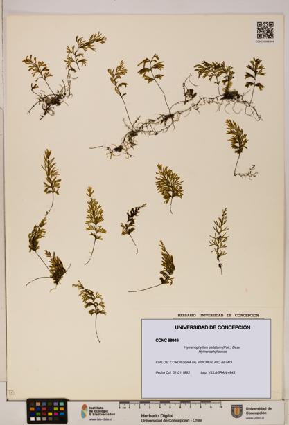 Hymenophyllum peltatum [Espécimen: ]
