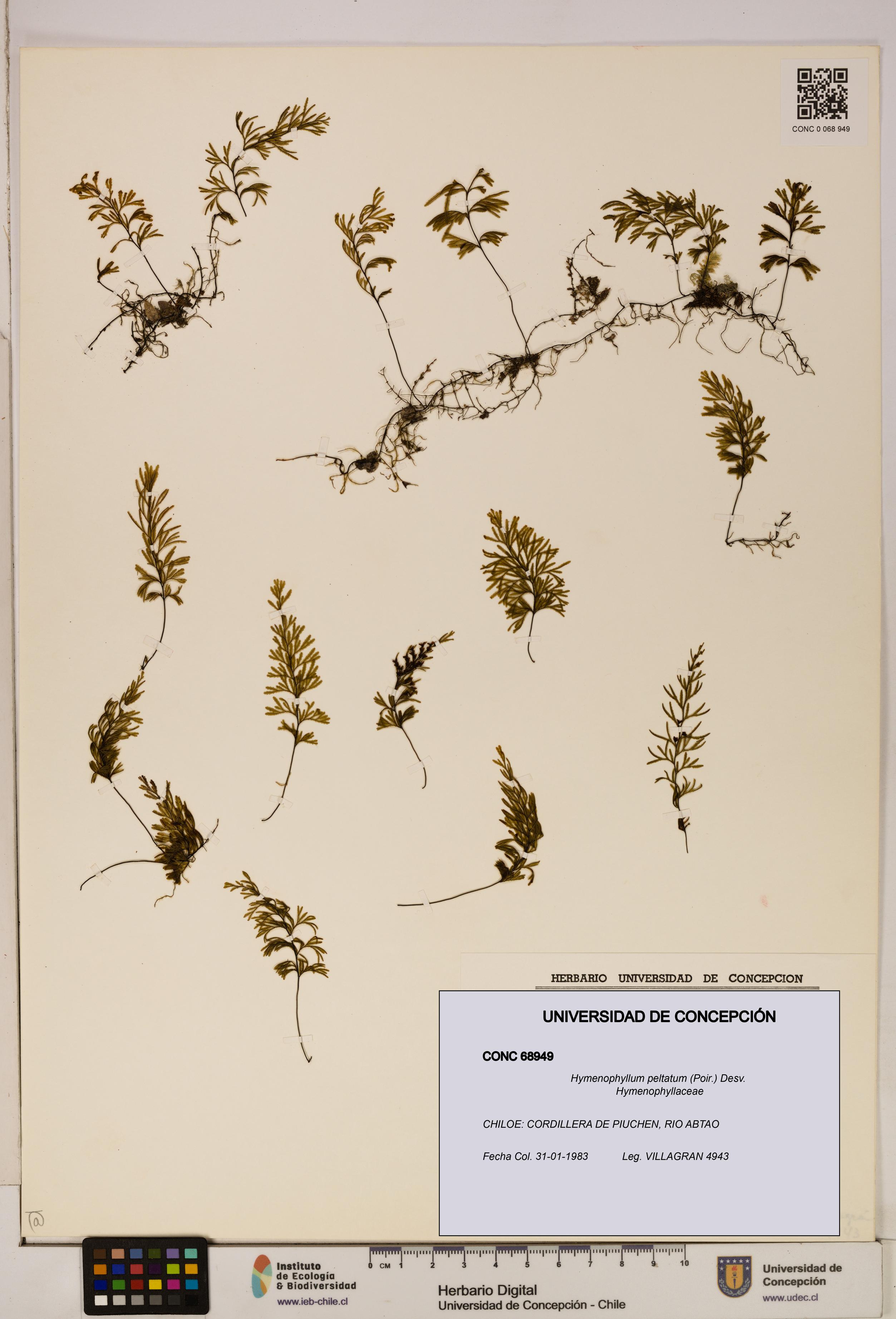 Hymenophyllum peltatum [Espécimen: ]