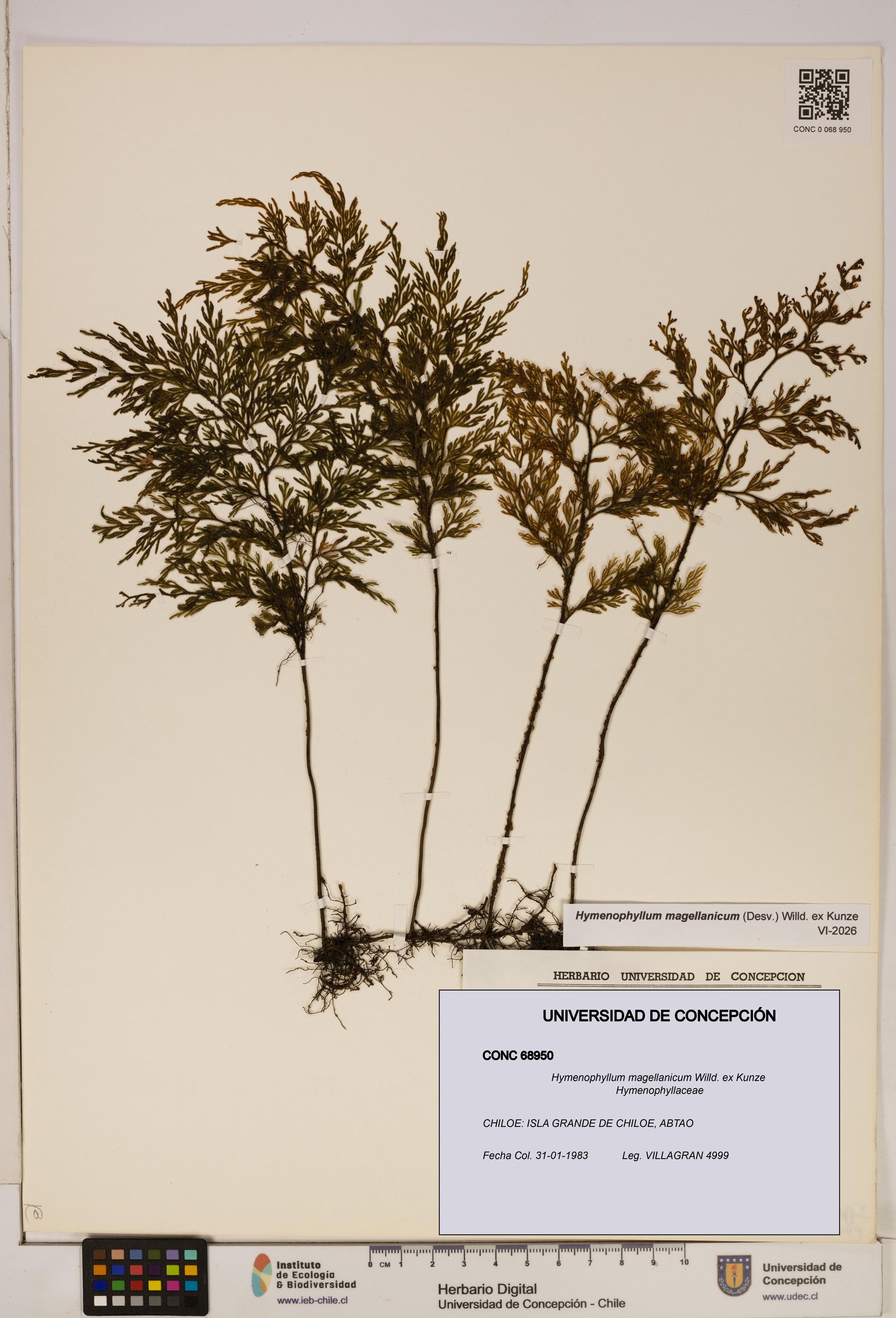 Hymenophyllum magellanicum [Espécimen: ]