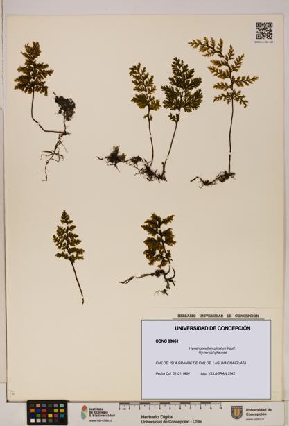 Hymenophyllum plicatum [Espécimen: ]